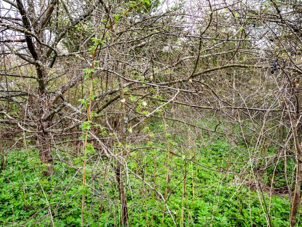 Underbrush Clearing in Monroe Township