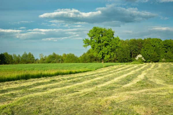Vegetation Removal in Monroe Township