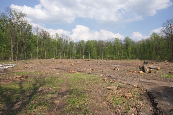 Pasture Clearing in Monroe Township