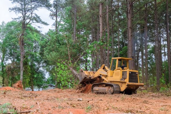 Forest Thinning in Monroe Township