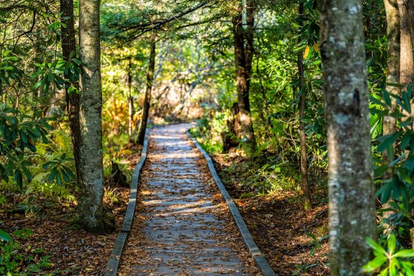 Trail Clearing in Monroe Township